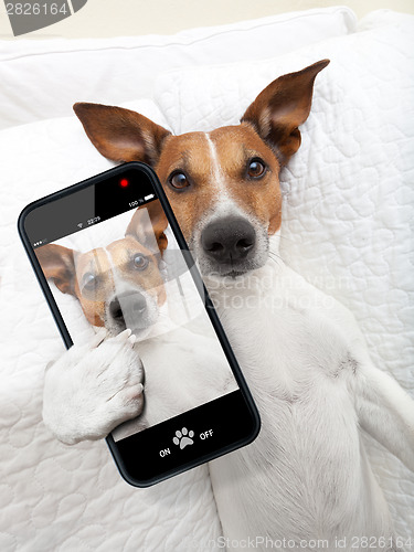 Image of sleepyhead selfie dog