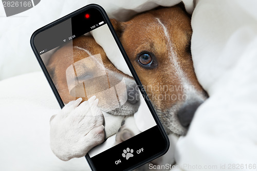 Image of sleepyhead selfie dog