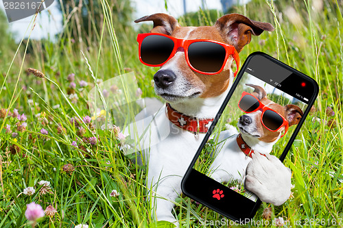 Image of selfie dog in meadow 