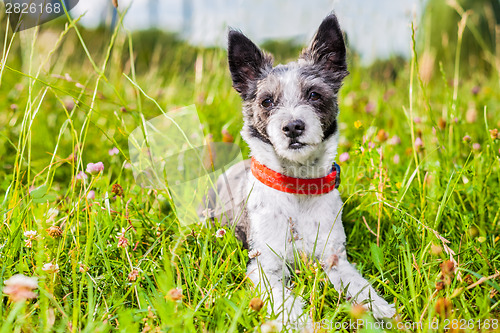 Image of dog in meadow 