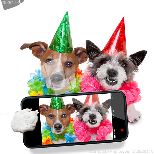 Image of birthday dogs selfie