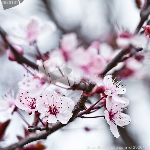 Image of spring blossoms