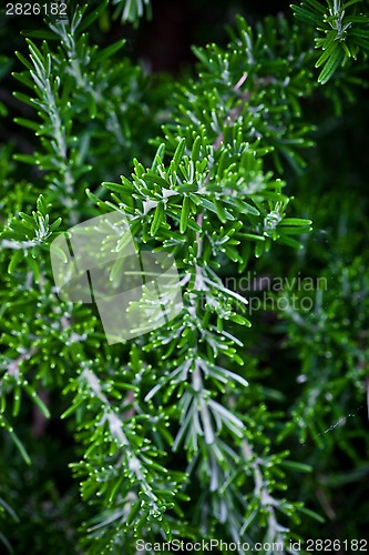 Image of fresh rosemary herb 
