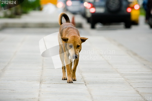 Image of Dog on street