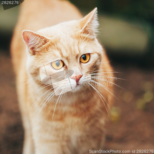 Image of Orange Red cat outdoor