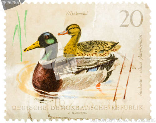 Image of Postcard printed in the GDR shows wild ducks