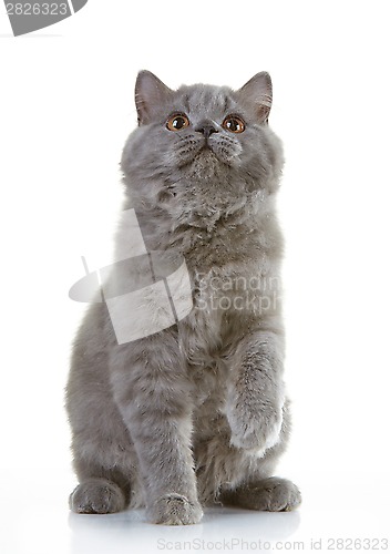 Image of gray british long hair kitten