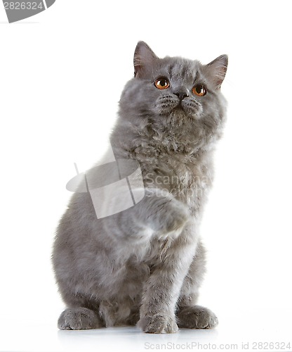 Image of gray british long hair kitten