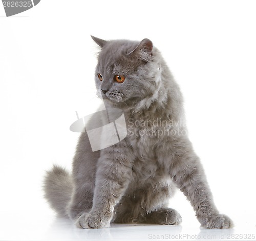 Image of gray british long hair kitten