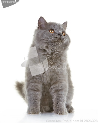 Image of gray british long hair kitten