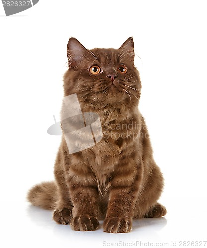 Image of brown british long hair kitten