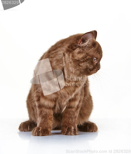 Image of brown british long hair kitten