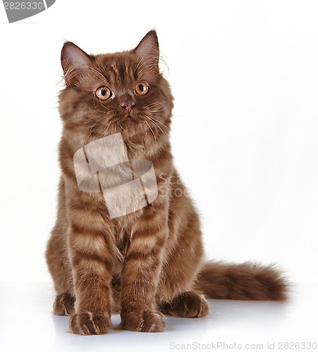 Image of brown british long hair kitten