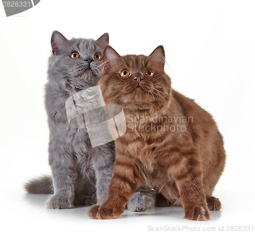 Image of british long hair kittens