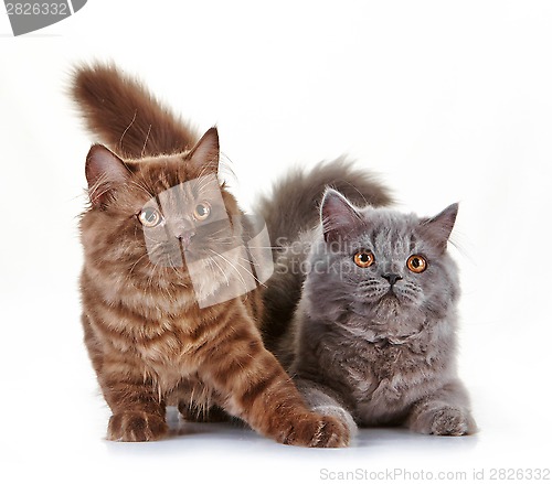 Image of british long hair kittens