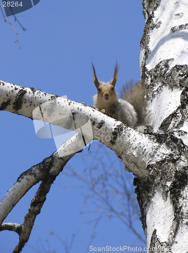 Image of Squirrel on the tree