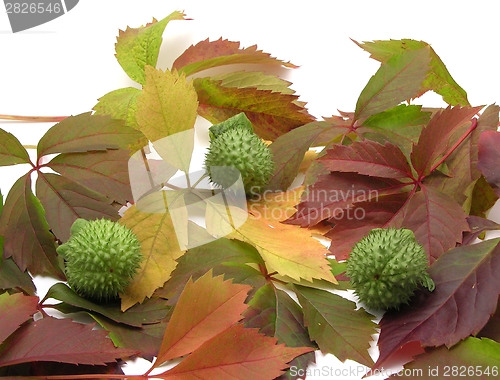 Image of Gorgeous autumn leaves with angel trumpet fruits