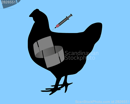 Image of Hen gets an immunization against bird flu on blue background