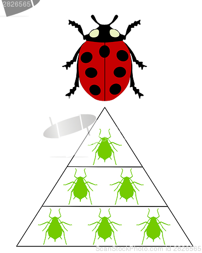 Image of Ladybird diet pyramid