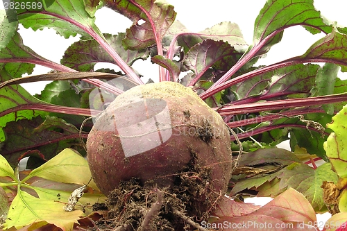 Image of Newly harvested beetroot