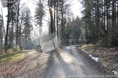 Image of Forest roads