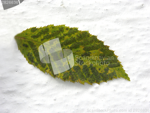 Image of Green autumn leaf in the foreground of white wall