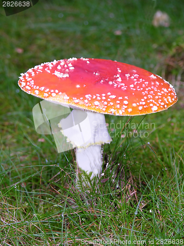 Image of One big fly agaric in graslands