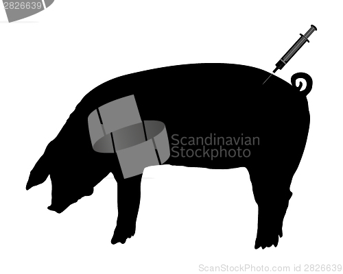 Image of Swine gets an inoculation because of swine flu