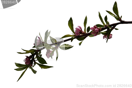 Image of Peach blossom