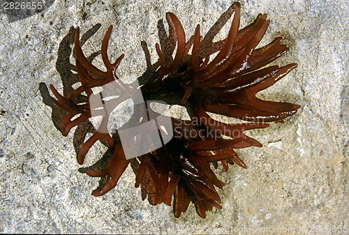 Image of Brown seaweed