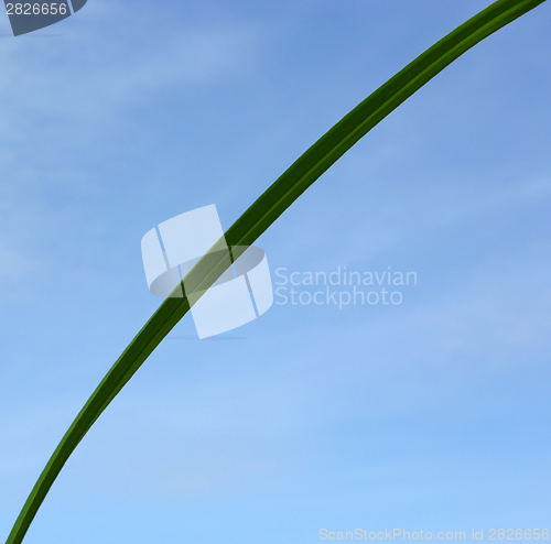 Image of Blade of grass in front of blue sky