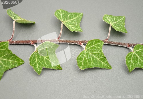 Image of Detailed but simple image of iced ivy 