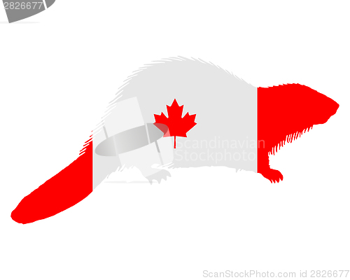 Image of Canadian Beaver