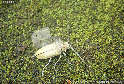 Image of Longhorn beetle