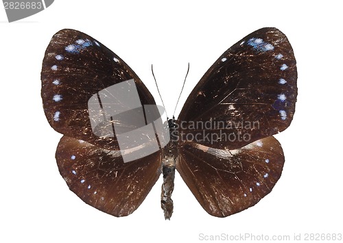 Image of Dwarf crow (Euploea tulliolus)