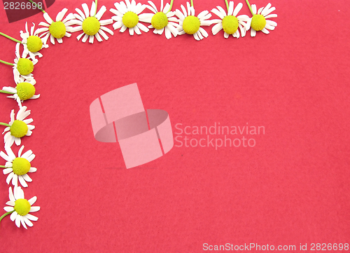Image of Camomile blooms on red felt as background picture