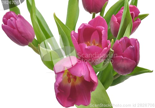 Image of Pink tulips