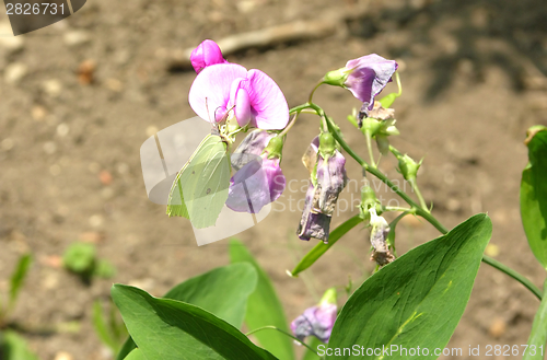 Image of Brimstone butterfly on the bloom of a pea