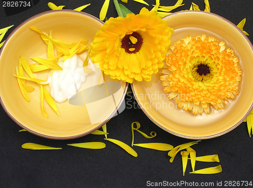 Image of Water and creme of marigold on black background with petals and flower