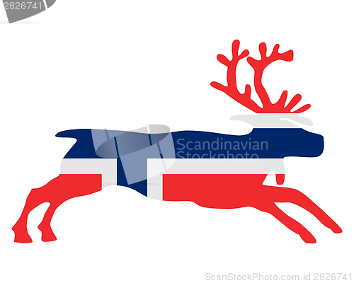 Image of Norwegian reindeer