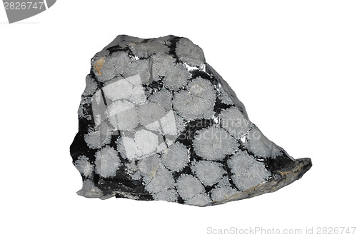 Image of Snowflake obsidian