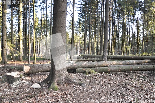 Image of Forestal tree-cut 