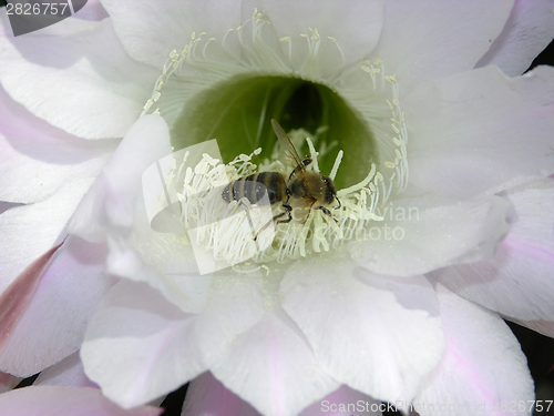 Image of cactus bloom with bee serching for food
