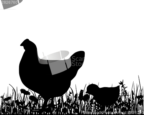 Image of Hen an chick in the meadow