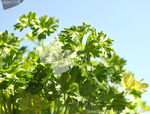 Image of Parsley cut-out