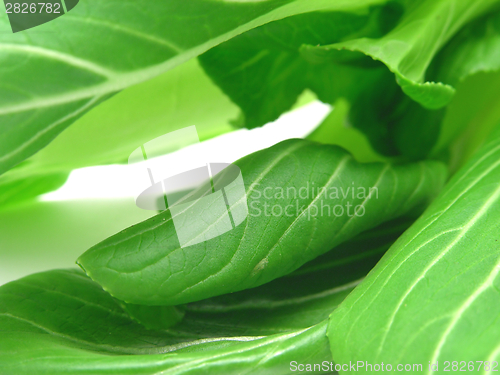 Image of Pak choi leaves as a background picture