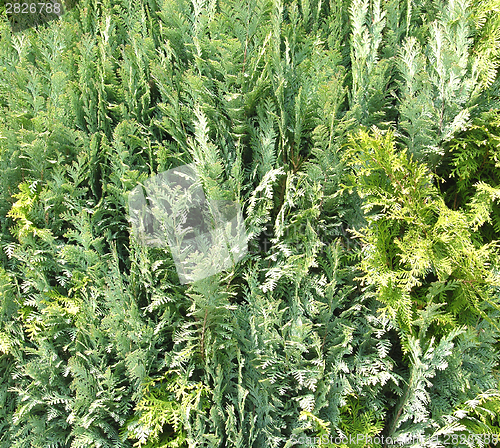 Image of The fresh green of a thuja hedge