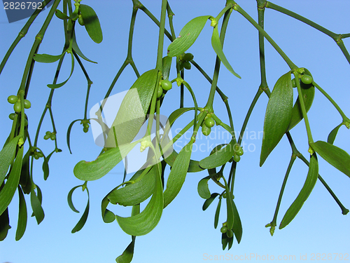 Image of One twig of mistletoe in front of blue sky