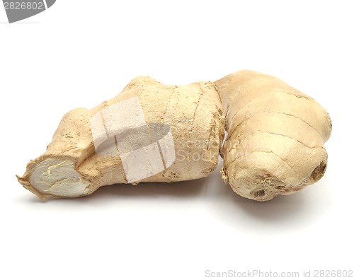 Image of Ginger on white