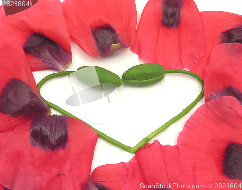 Image of Heart out of  poppy buds with petals on white